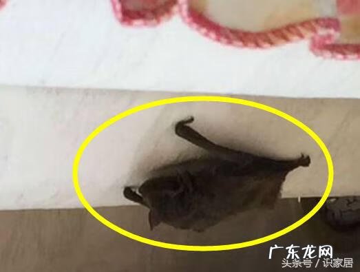 蝙蝠地形风水怎样 蝙蝠在风水上有什么说法