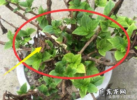 蝙蝠地形风水怎样 蝙蝠在风水上有什么说法