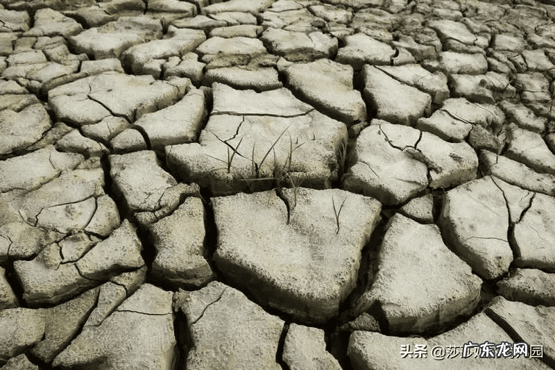 舌头表面发黄是怎么回事 舌头发黄开裂是怎么回事