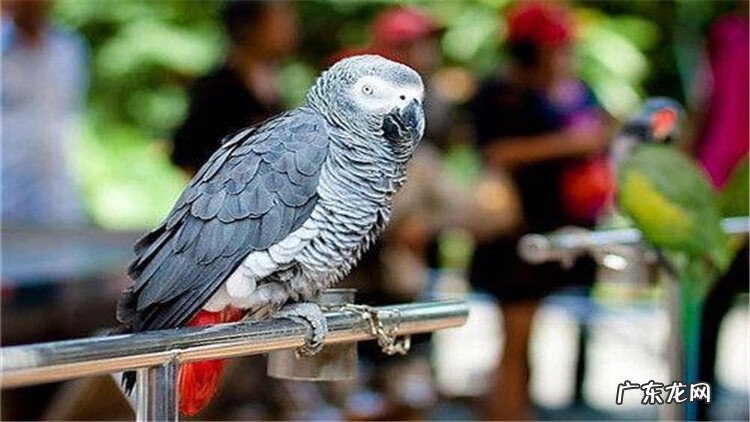 寄生虫病的预防 寄生虫的防治措施