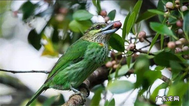 寄生虫病的预防 寄生虫的防治措施