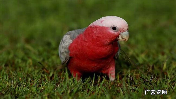 寄生虫病的预防 寄生虫的防治措施