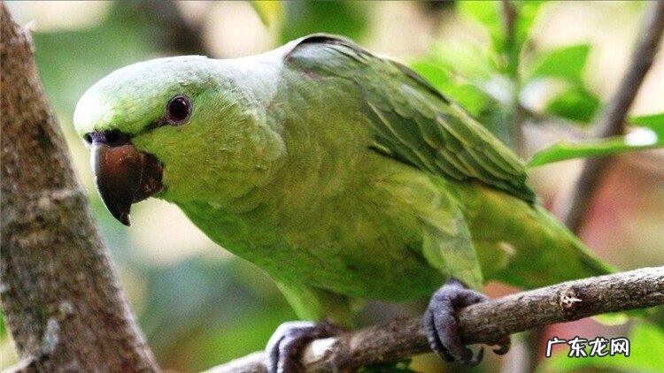 寄生虫病的预防 寄生虫的防治措施