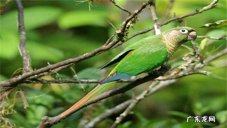 寄生虫病的预防 寄生虫的防治措施