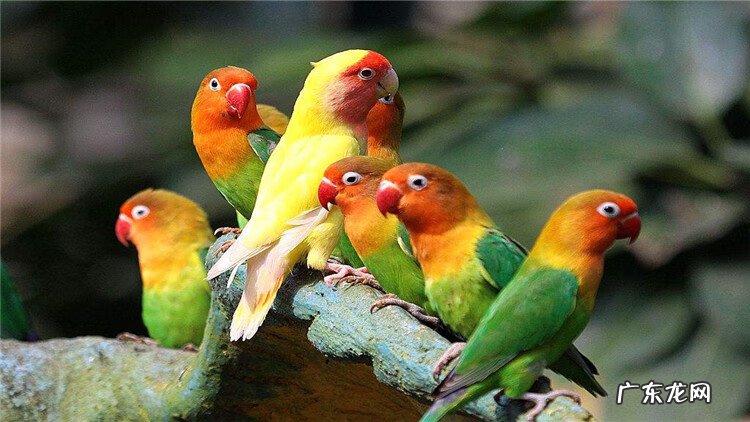 寄生虫病的预防 寄生虫的防治措施