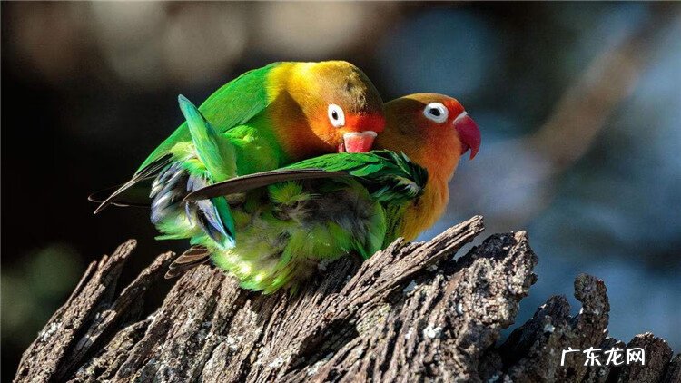 寄生虫病的预防 寄生虫的防治措施