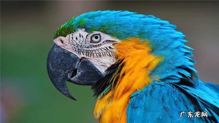 寄生虫病的预防 寄生虫的防治措施