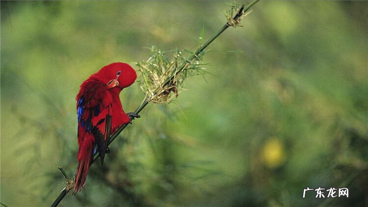 寄生虫病的预防 寄生虫的防治措施