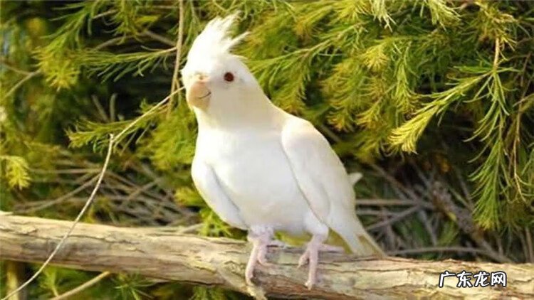 寄生虫病的预防 寄生虫的防治措施