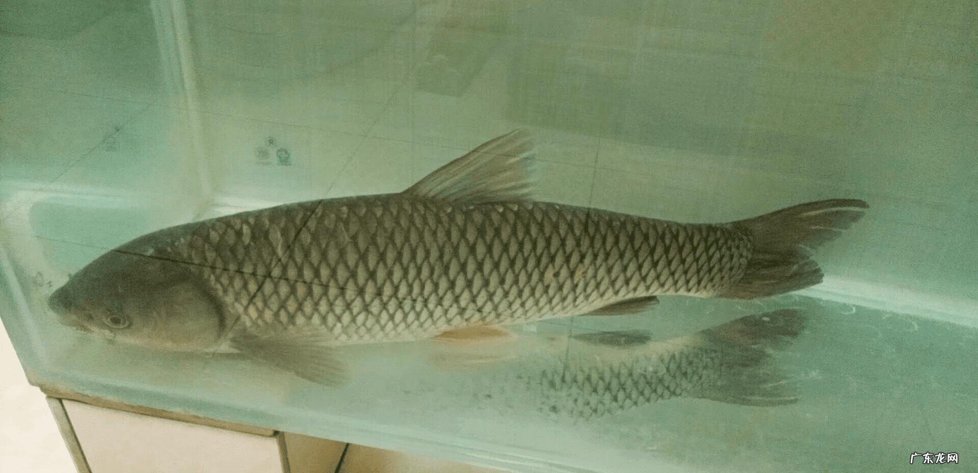 老玉米是指哪种玉米 什么是老玉米?