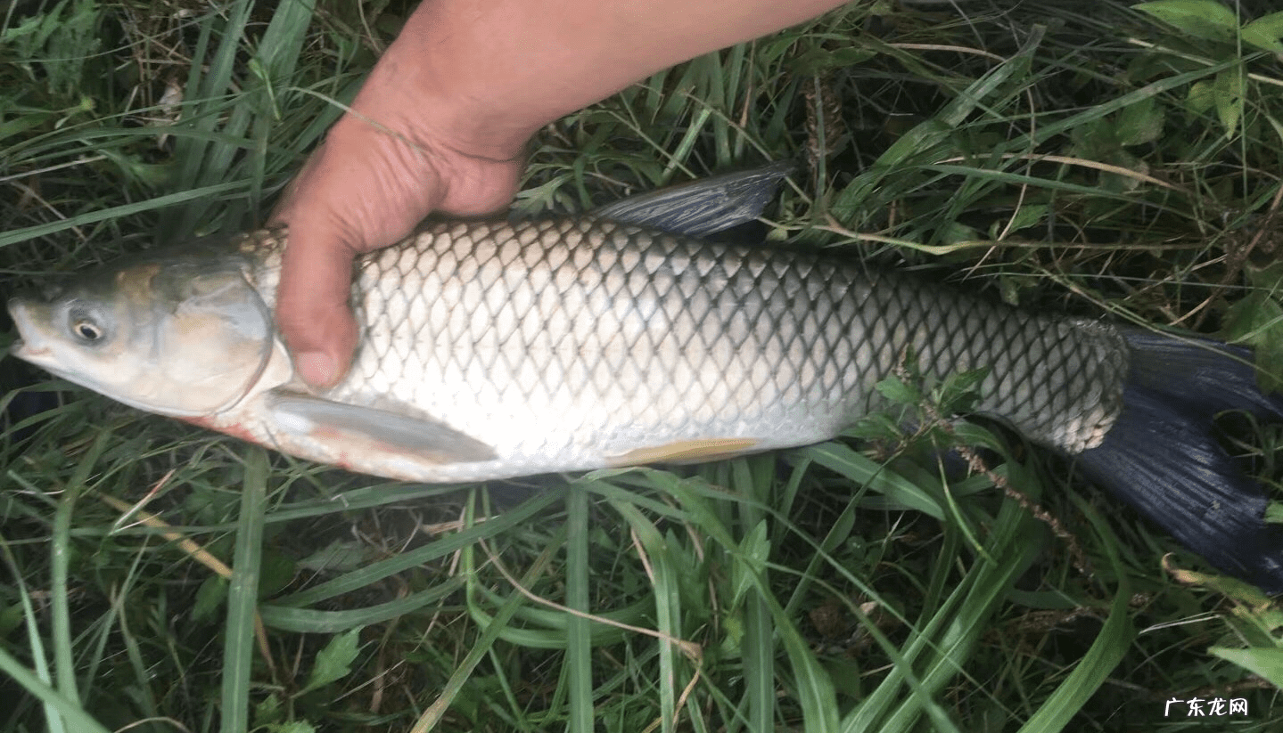 老玉米是指哪种玉米 什么是老玉米?