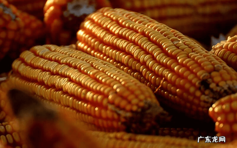老玉米是指哪种玉米 什么是老玉米?