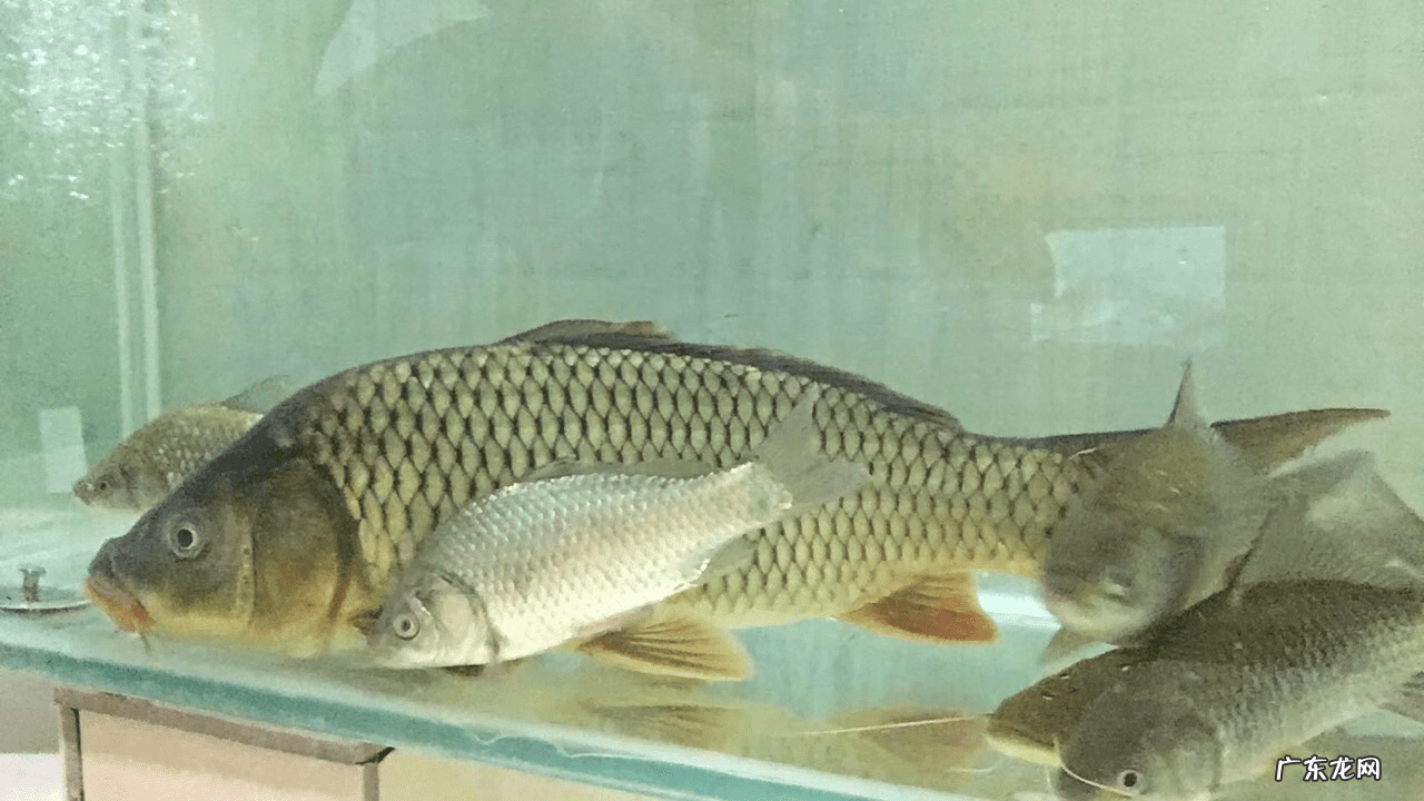 老玉米是指哪种玉米 什么是老玉米?