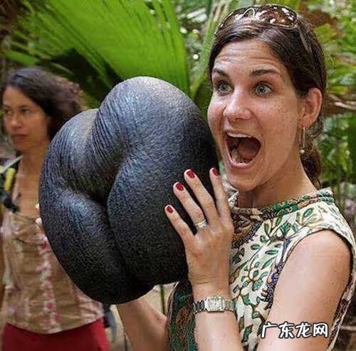 海椰子真的有效吗 海椰子是什么意思