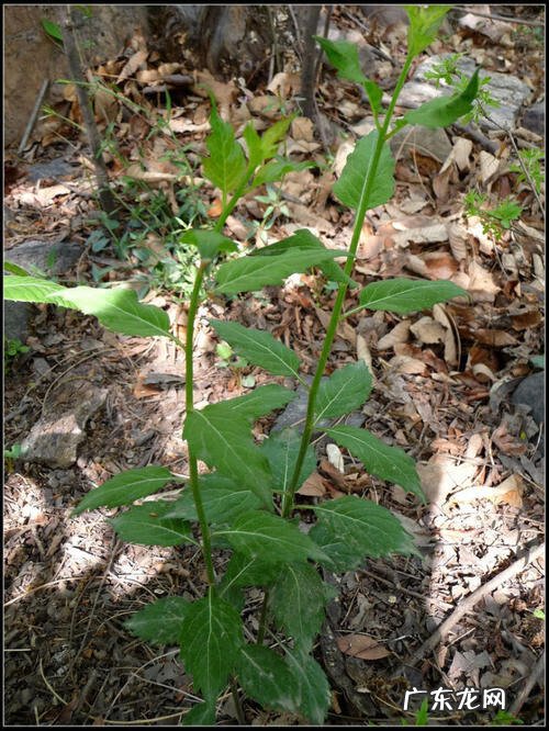 沙参的别名叫什么 沙参图片
