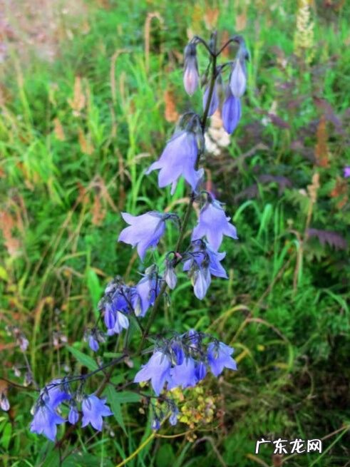 沙参的别名叫什么 沙参图片