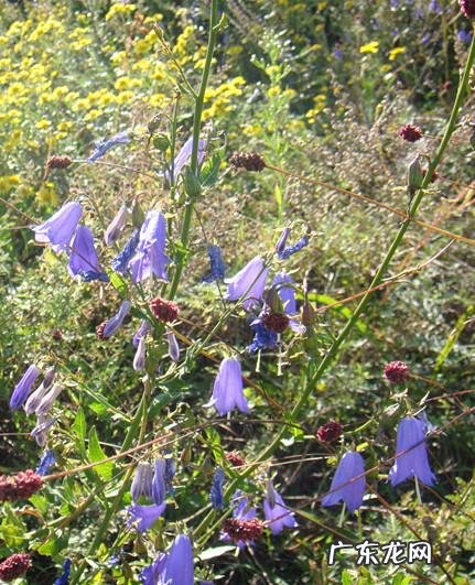 沙参的别名叫什么 沙参图片