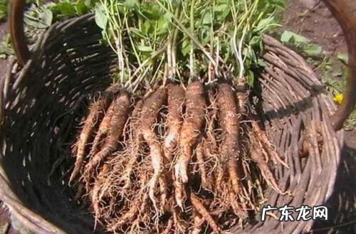 沙参的别名叫什么 沙参图片