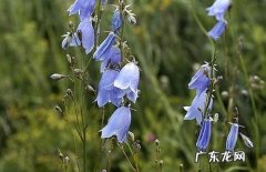 沙参的别名叫什么 沙参图片