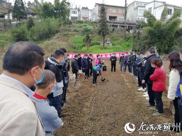家里种什么风水好 风水田种什么最好呢