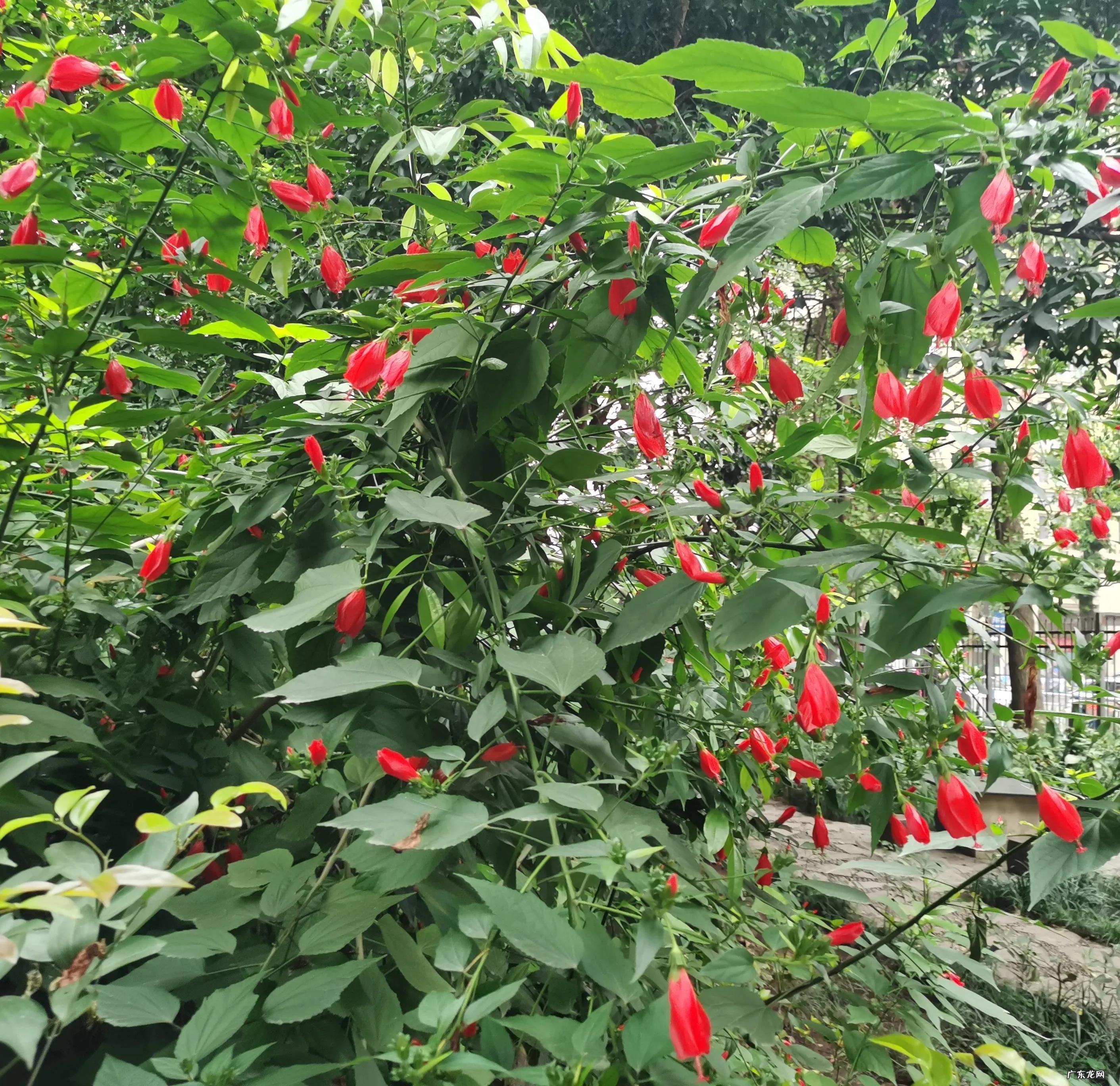 红萼苘麻能长多高 红萼苘麻的风水寓意