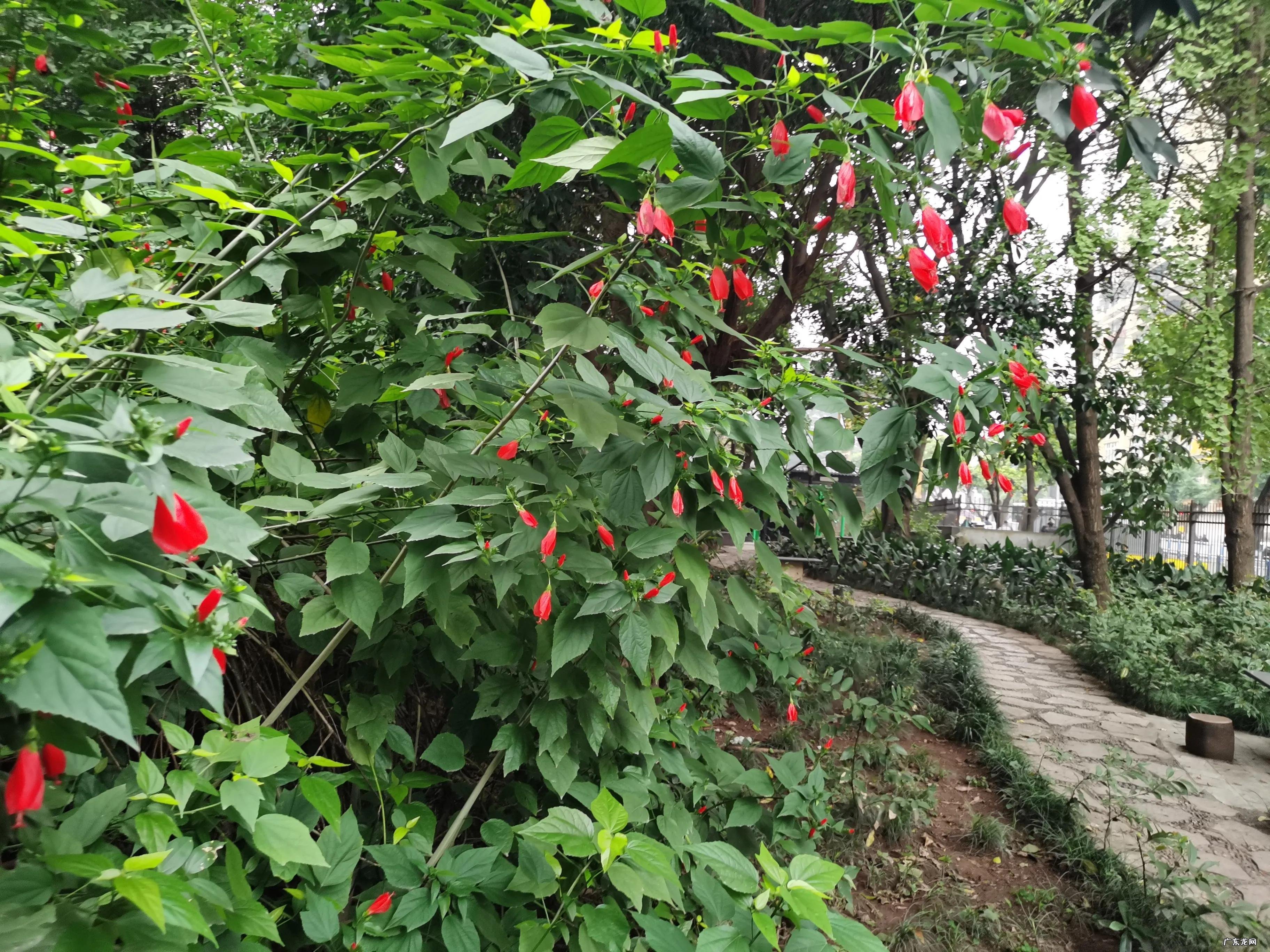 红萼苘麻能长多高 红萼苘麻的风水寓意