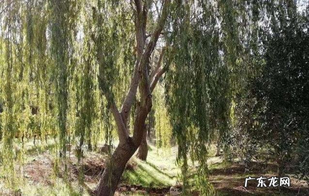 前有水后有水风水好吗 风水为什么风在前水在后