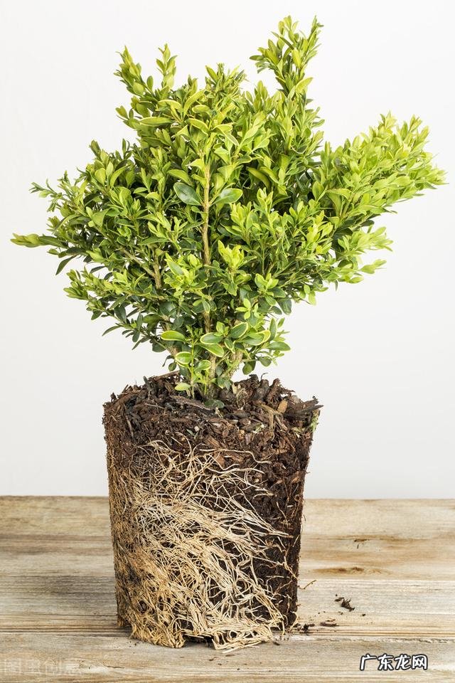 绕口令大全app下载 绕口令大全下载安装