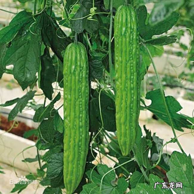 孕妇起了湿疹怎么办啊 孕妇得了湿疹该怎么办