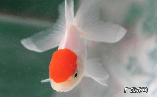 哪些鱼属于风水鱼 观赏鱼是风水鱼吗