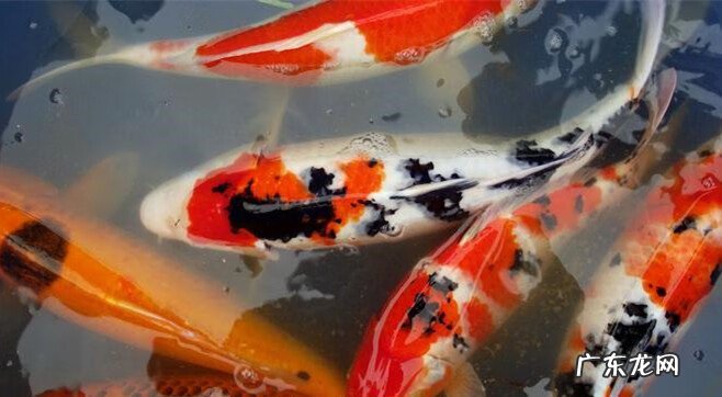 哪些鱼属于风水鱼 观赏鱼是风水鱼吗