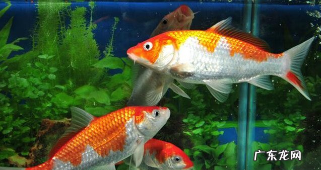 哪些鱼属于风水鱼 观赏鱼是风水鱼吗
