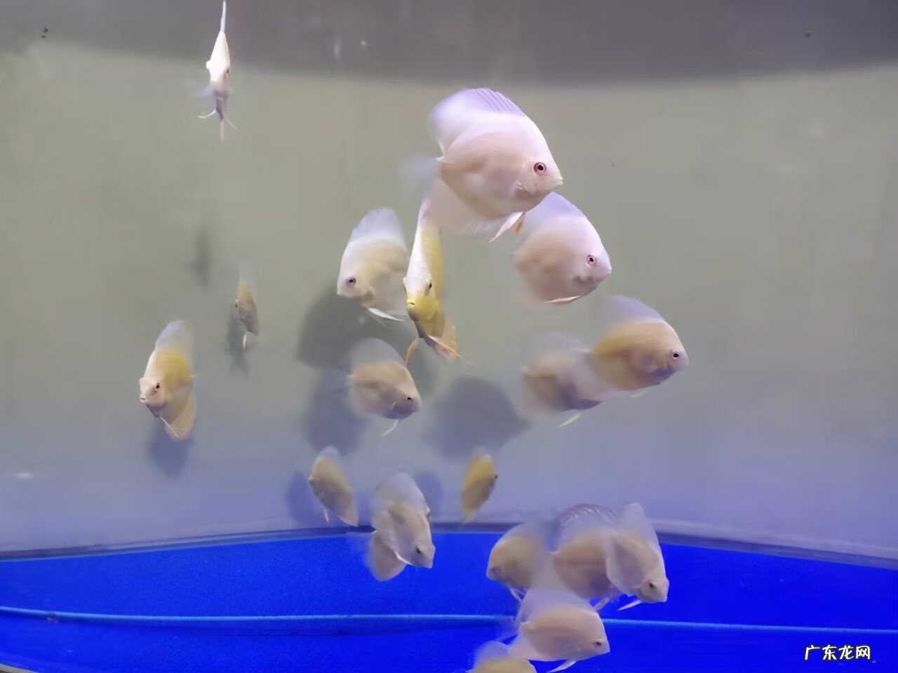 鱼缸裂缝了在风水上来说好吗 鱼缸有裂痕影响风水吗