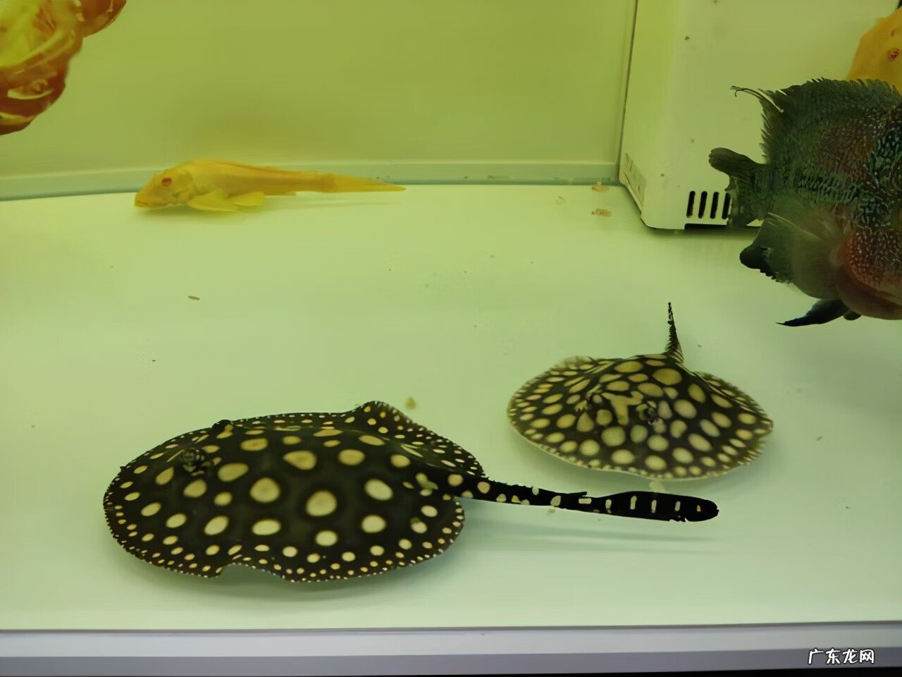 鱼缸裂缝了在风水上来说好吗 鱼缸有裂痕影响风水吗