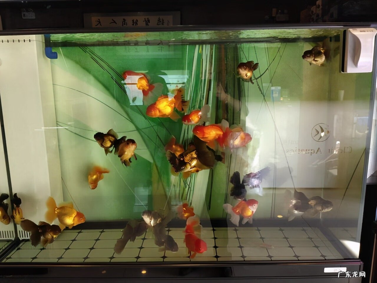 鱼缸裂缝了在风水上来说好吗 鱼缸有裂痕影响风水吗