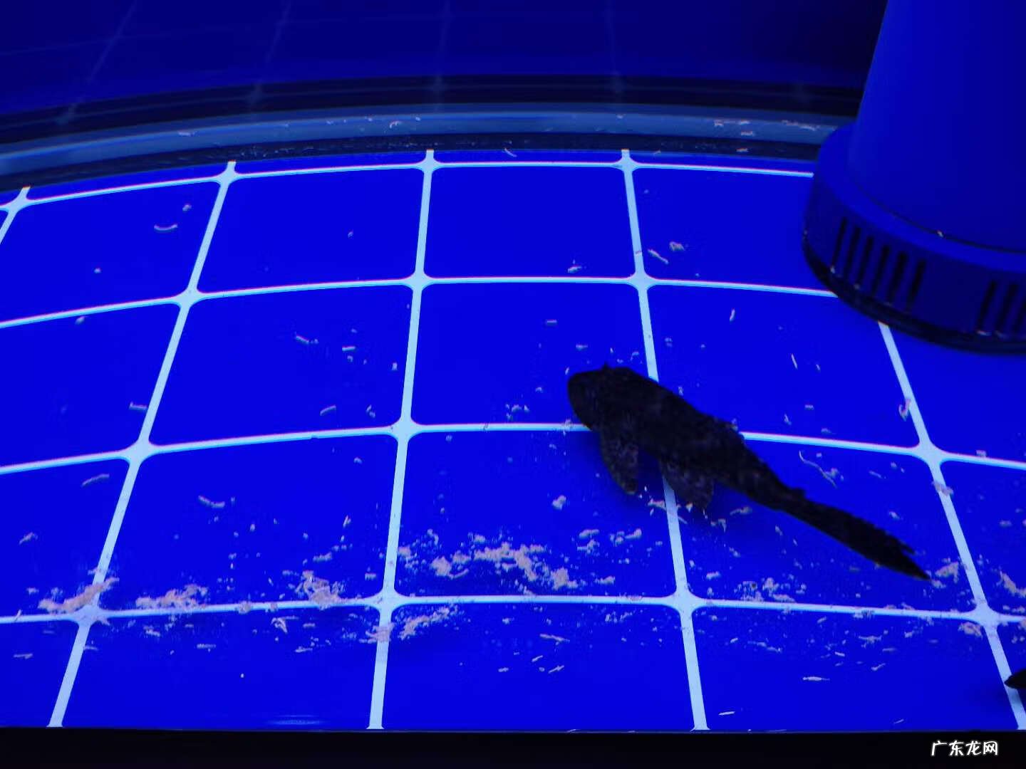 鱼缸裂缝了在风水上来说好吗 鱼缸有裂痕影响风水吗