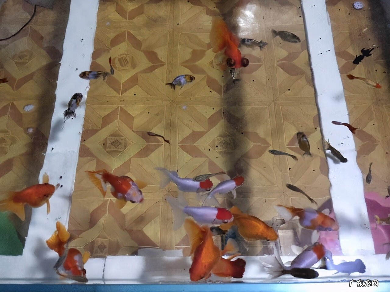 鱼缸裂缝了在风水上来说好吗 鱼缸有裂痕影响风水吗