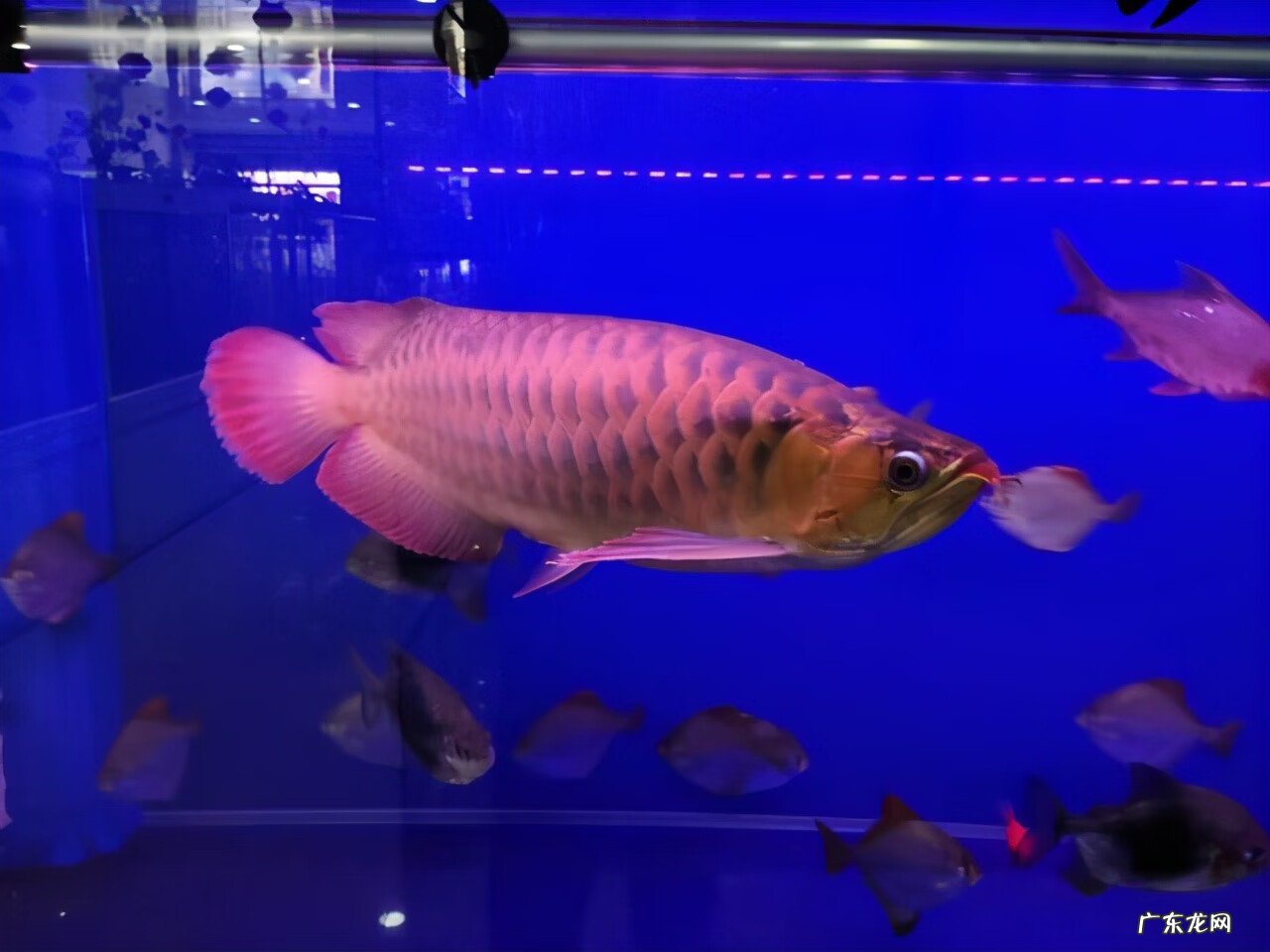 鱼缸裂缝了在风水上来说好吗 鱼缸有裂痕影响风水吗