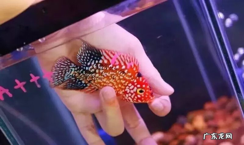 罗汉鱼风水作用大吗