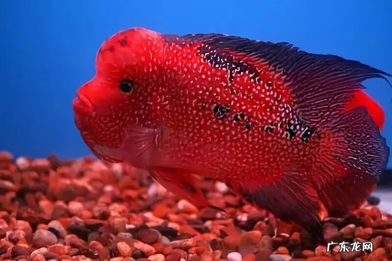 罗汉鱼风水作用大吗