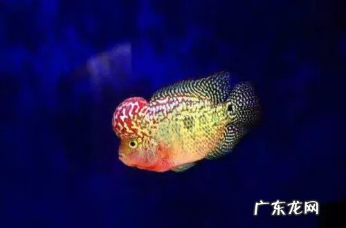 罗汉鱼风水作用大吗