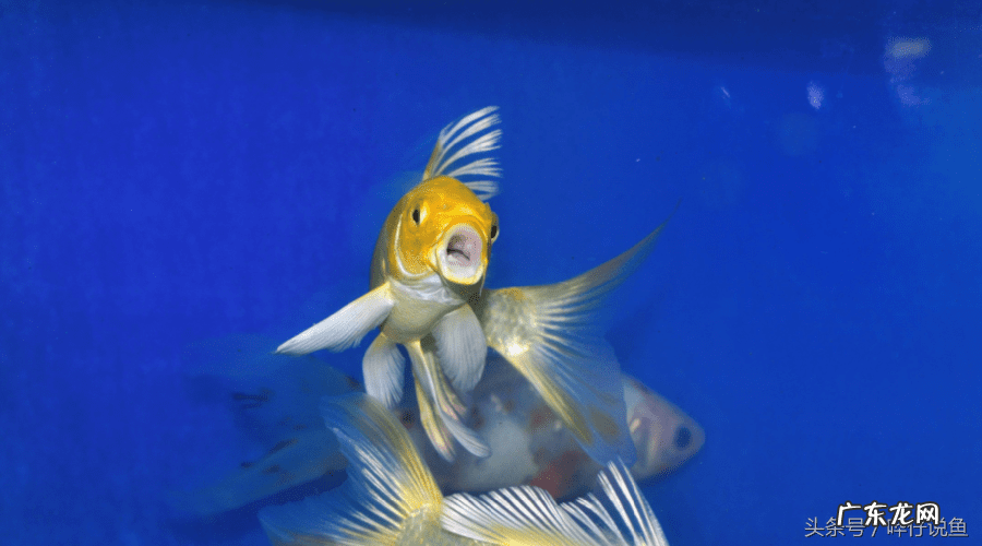 锦鲤鱼养几条最好风水 风水锦鲤养几条最好