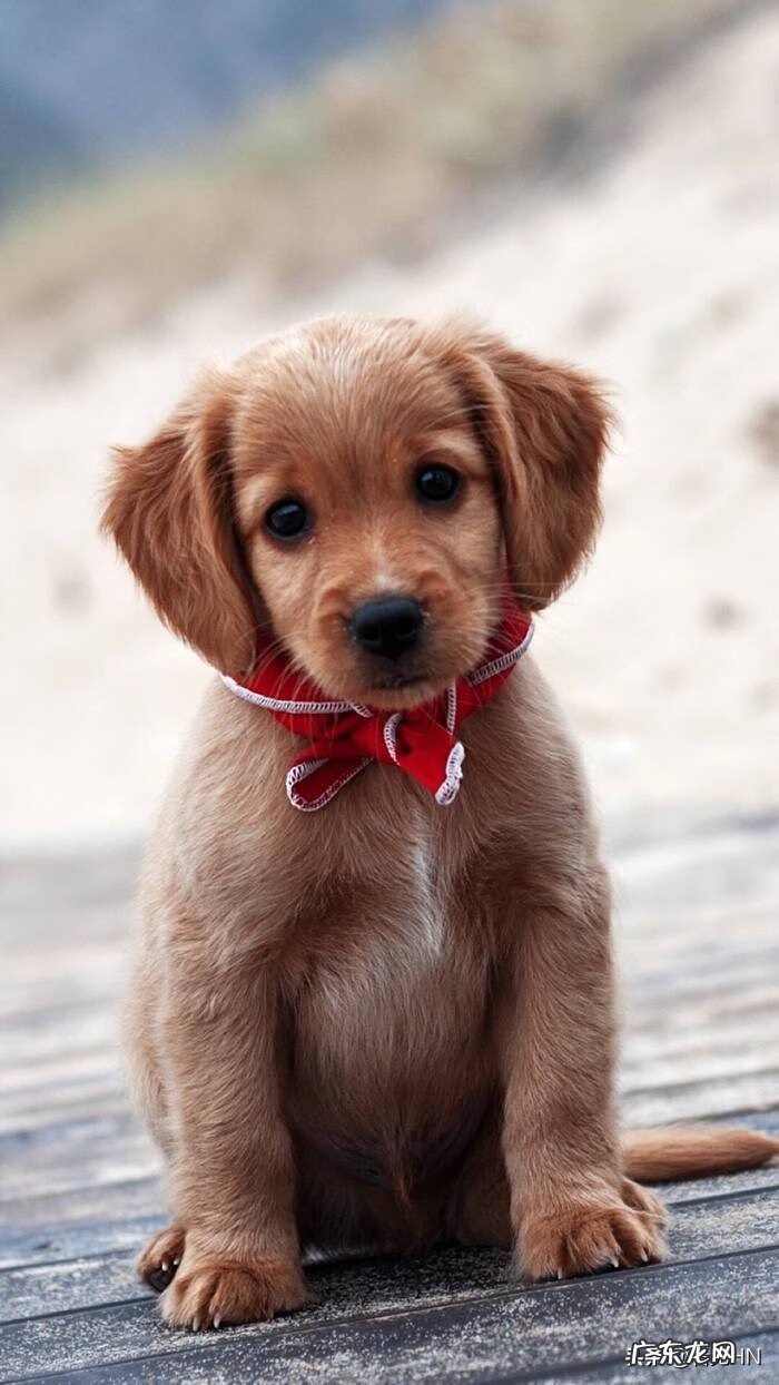 孕妇梦见狗一定生女孩 孕妇梦见狗是什么意思