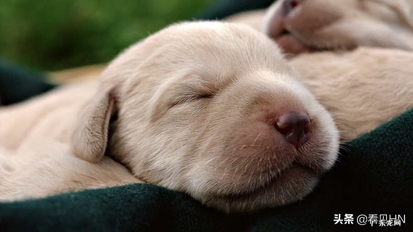 孕妇梦见狗一定生女孩 孕妇梦见狗是什么意思