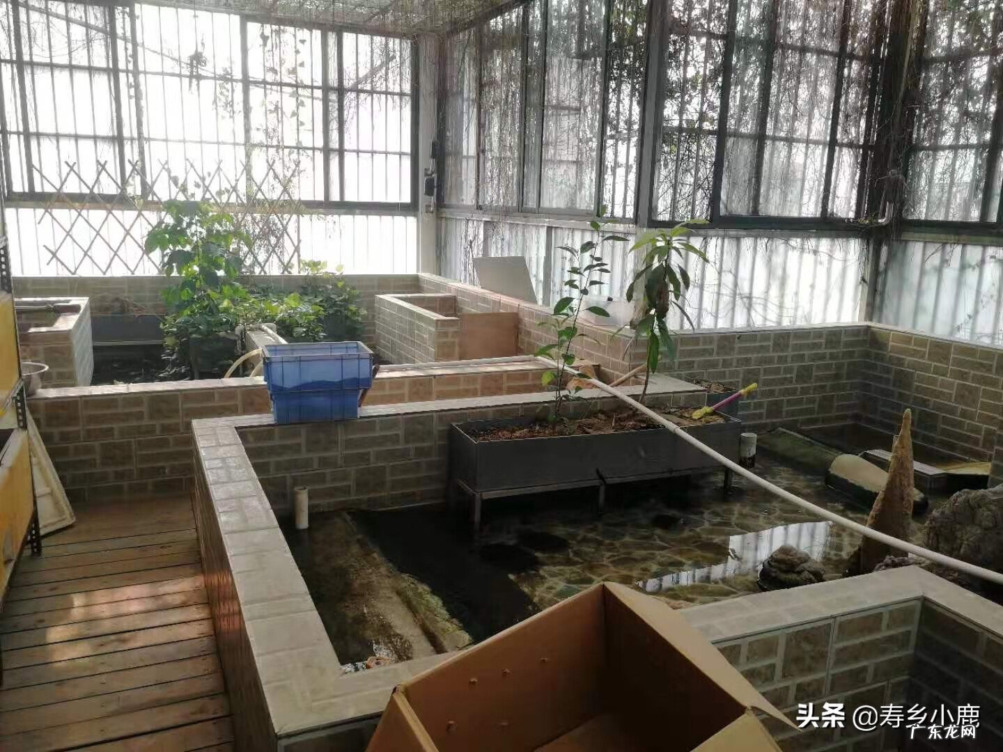 金钱龟在风水中有什么说法