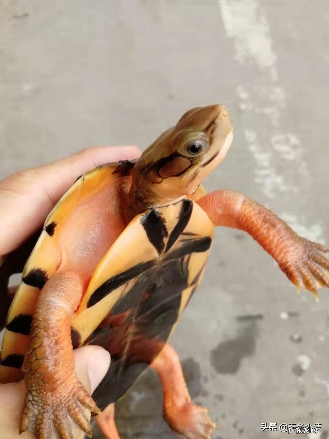 金钱龟在风水中有什么说法