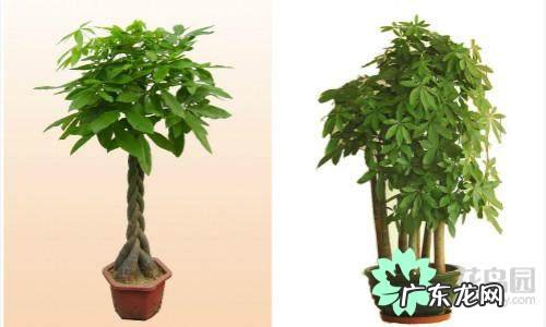 什么植物对风水好 种什么植物风水好