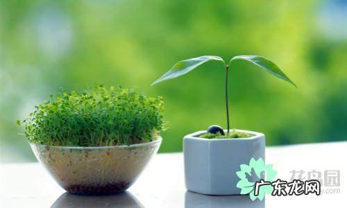 什么植物对风水好 种什么植物风水好