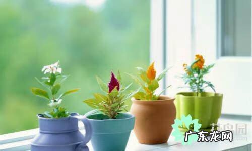 什么植物对风水好 种什么植物风水好