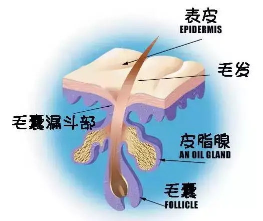 让毛孔变小最快的方法 毛孔变大的原因